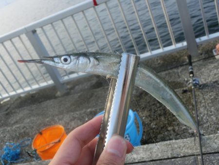 猛暑でもサヨリは絶好調