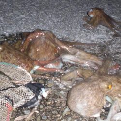 またまた４タコ