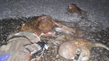 またまた４タコ