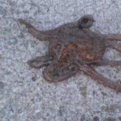 小さいがタコ1杯