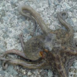 今日は大量タコ