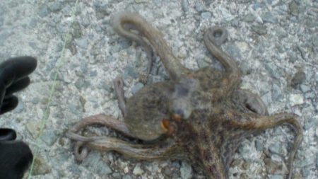 今日は大量タコ