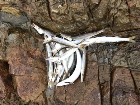 夏のライトショアジギング9