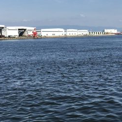 猛暑の中でもタコ