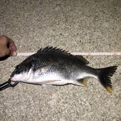 夕まづめ狙いでチヌ・シーバス狙い。