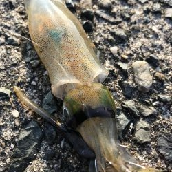 新子調査してきました。