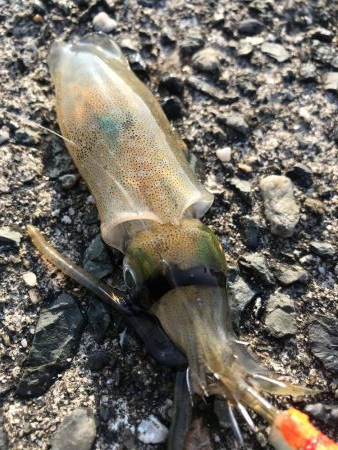 新子調査してきました。