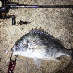 久々にチニング