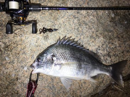 久々にチニング