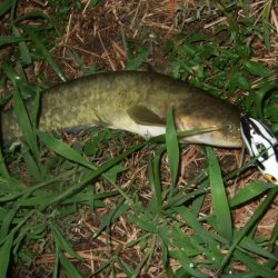 久々に雨後のナマズ調査