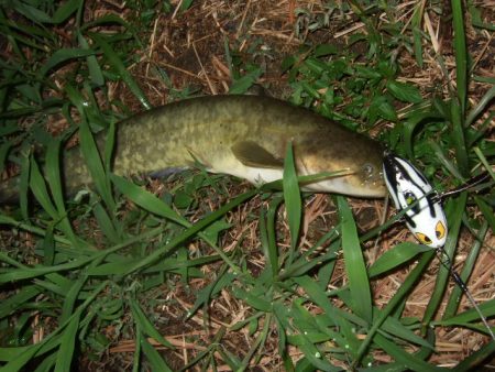 久々に雨後のナマズ調査