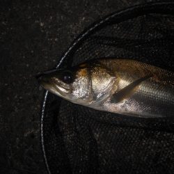 UK BAIT15でヒット