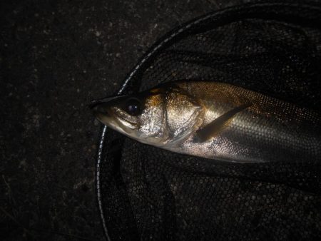 UK BAIT15でヒット