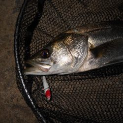 ランカーバレる…。