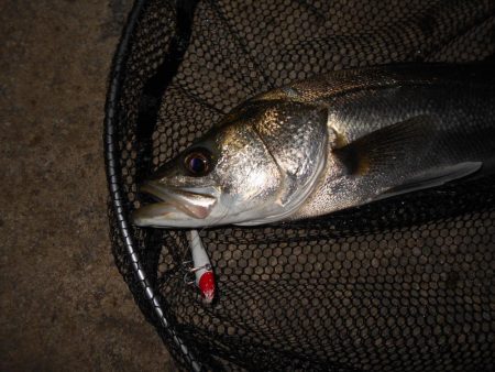 ランカーバレる…。