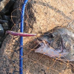 チヌトップ！！