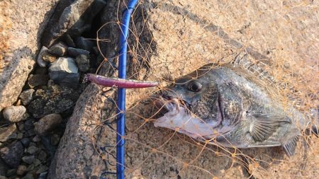 チヌトップ！！