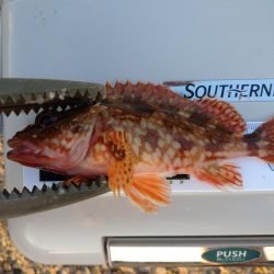 おじさんの夏休み