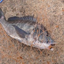 チヌトップ！！