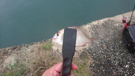 なかなかつれない。