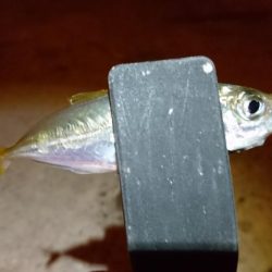 ケンサキ狙いで何故かアジング？！