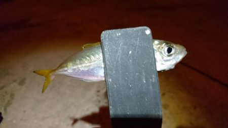 ケンサキ狙いで何故かアジング？！