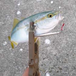 ポーアイ沖で9目