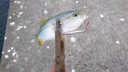 ポーアイ沖で9目