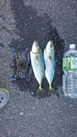 朝マズメ  ライトショアジギング