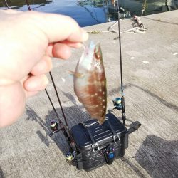 沼島でライトゲーム