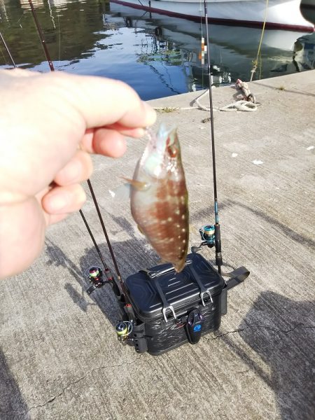 沼島でライトゲーム