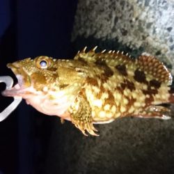 ルアーで初のロックフィッシュ