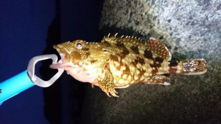 ルアーで初のロックフィッシュ