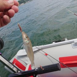 ボートキス釣り