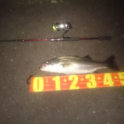 円山川シーバス