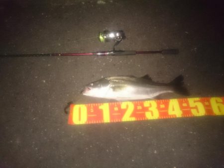 円山川シーバス