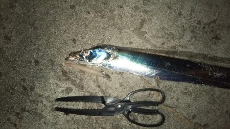 シーズン初タチウオ