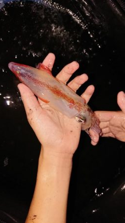 まさかのアナゴ