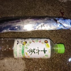 タチウオしぶい