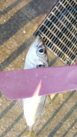 タコ釣りからアジング