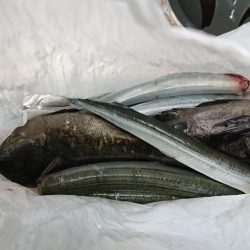 サヨリも難しい