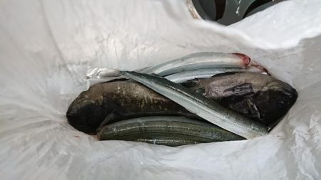 サヨリも難しい