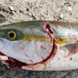 成長したツバス狙い