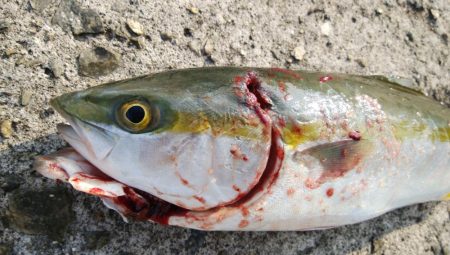 成長したツバス狙い