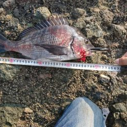 チヌ(クロダイ)釣れたぜ✌️