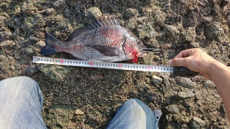 チヌ(クロダイ)釣れたぜ✌️