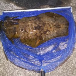 久々に釣れました