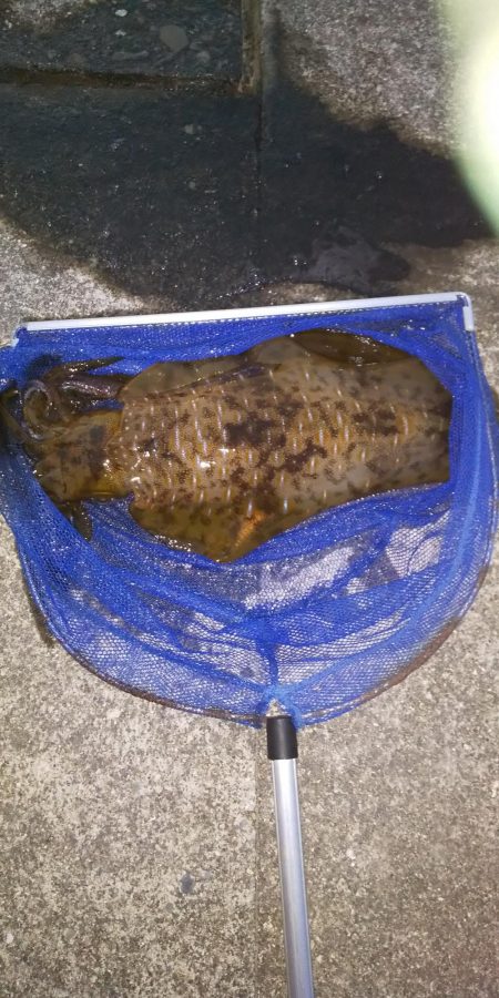 久々に釣れました