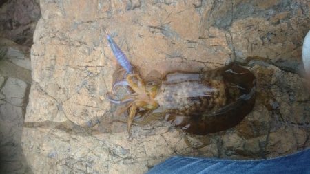 アオリイカ＆初めてのネリゴ