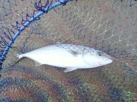 雨の中、ツバス